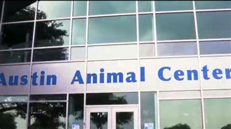 Austin Animal Center receives dozens of positive cases of distemper disease
